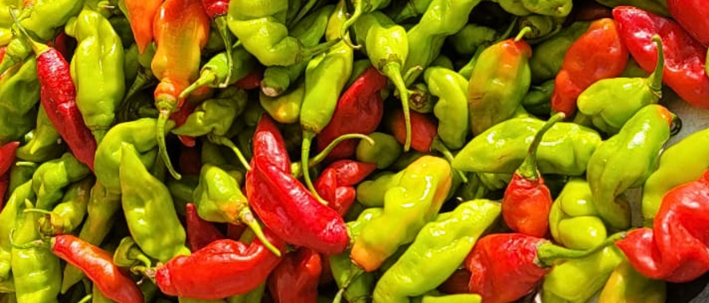 A fresh harvest of Trinidad pimento peppers in green, orange and red